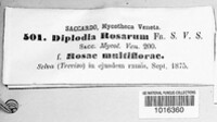 Diplodia rosarum image